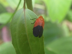 Sphenorhina rhodopepla