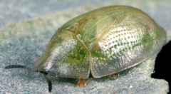 Cassida margaritacea