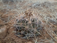 Coryphantha robustispina scheeri
