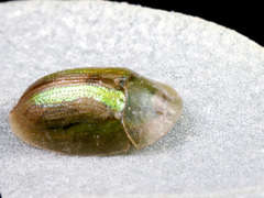 Cassida vittata