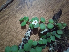 Codonanthe devosiana