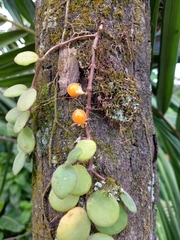 Codonanthe devosiana