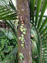 Codonanthe devosiana