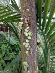 Codonanthe devosiana