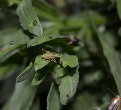 Odontura glabricauda