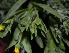 Odontura glabricauda