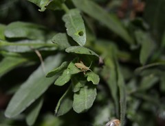 Odontura glabricauda