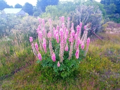 Lupinus polyphyllus