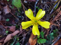 Ranunculus sierrae-orientalis