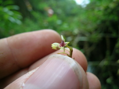 Telipogon williamsii