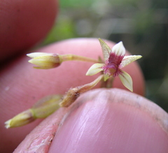 Telipogon williamsii