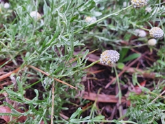 Calocephalus lacteus