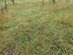 Calocephalus lacteus