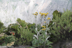 Senecio oerstedianus