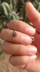 Peltophorus polymitus