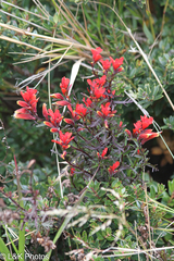 Castilleja irasuensis