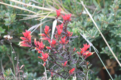 Castilleja irasuensis