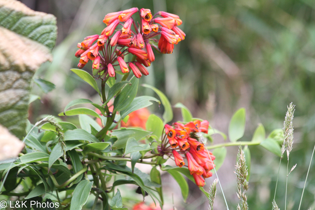 Bomarea hirsuta (Bomarea hirsuta)