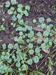 Ficaria verna