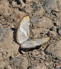 Mestra hersilia apicalis
