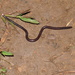 Trinidad Blind Snake - Photo (c) Sébastien SANT, some rights reserved (CC BY-NC), uploaded by Sébastien SANT