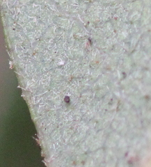 Quercus × acutidens