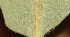 Quercus × acutidens