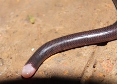 Typhlophis squamosus