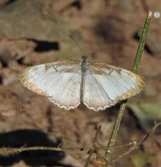Mestra hersilia apicalis