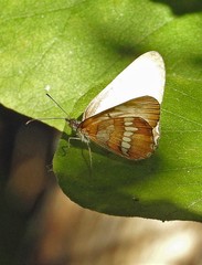 Mestra hersilia apicalis