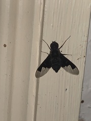Anthrax dolabratus