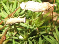 Bryopsida
