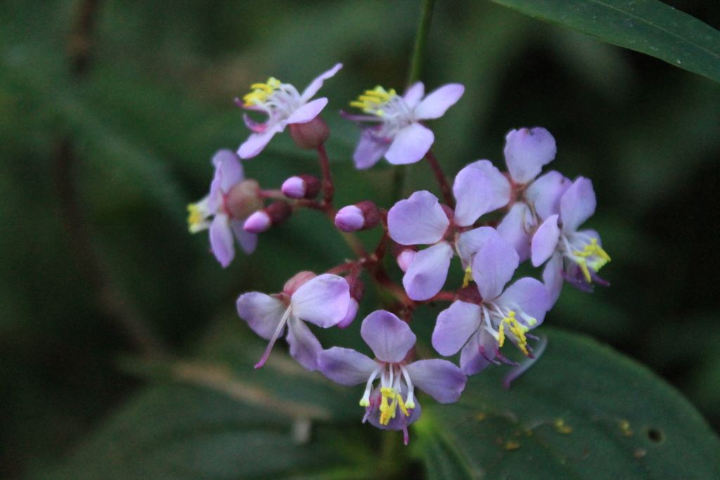 Centradenia paradoxa