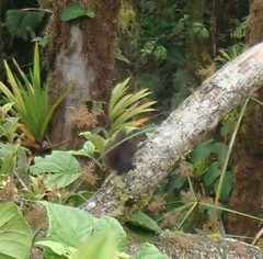 Microsciurus flaviventer
