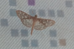 Nausinoe