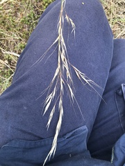 Austrostipa blackii