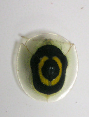 Plagiometriona phoebe