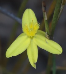 Tricoryne