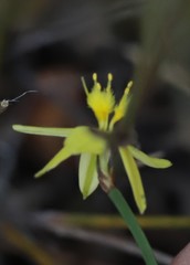 Tricoryne