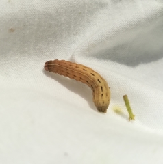 Lepidoptera