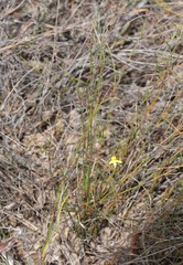 Tricoryne