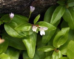 Epilobium glaberrimum glaberrimum