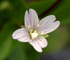 Epilobium glaberrimum glaberrimum