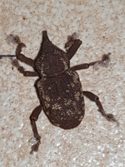Homalinotus