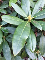 Rhododendron × hybridum