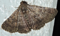 Diatenes aglossoides