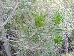 Pinus cembroides bicolor