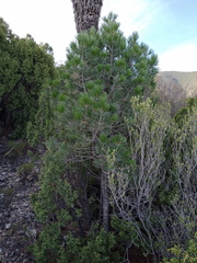 Pinus cembroides bicolor