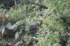 Prinia