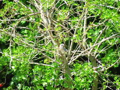 Garrulus glandarius atricapillus